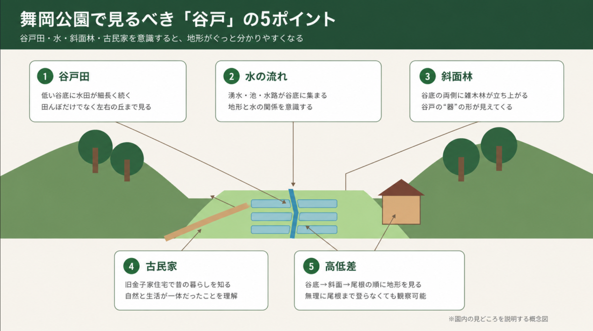 舞岡公園で谷戸地形を見る際のポイント。谷戸田、水の流れ、斜面林、古民家、高低差を解説