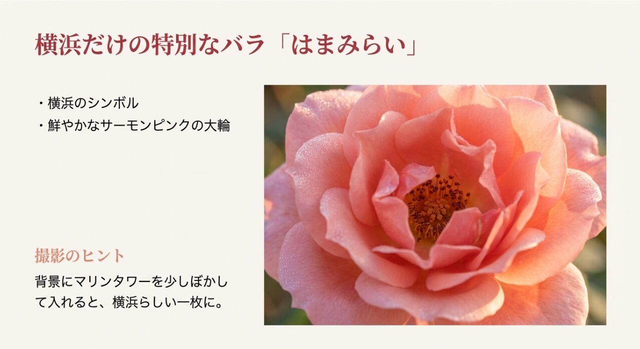 横浜のシンボルであるバラ「はまみらい」の特徴と、マリンタワーを背景にした撮影テクニックの紹介