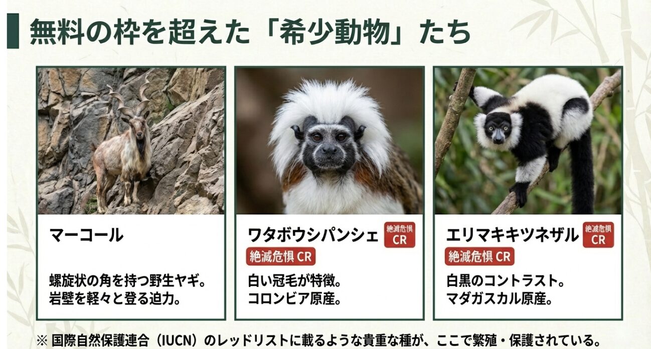 ワタボウシパンシェやエリマキキツネザル、マーコールなど、夢見ヶ崎動物公園で保護・飼育されている希少動物の解説スライド