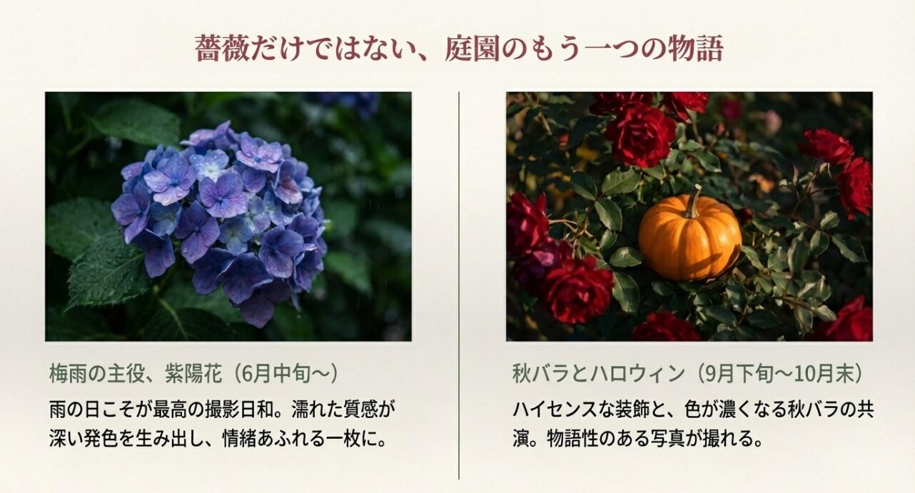 雨の日が映える6月のアジサイと、9月下旬から10月末の秋バラとハロウィン装飾の共演紹介
