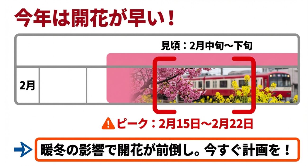 2026年の三浦海岸河津桜の見頃が2月中旬から下旬、ピークが2月15日から2月22日であることを示すスライド。暖冬の影響による開花前倒しを伝えています。