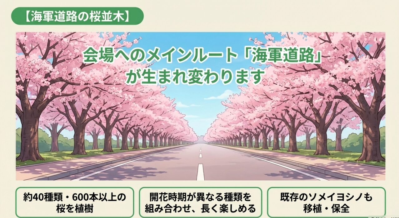 メインルート「海軍道路」の桜に関するスライド。約40種類・600本以上の植樹により長く楽しめるようになることや、既存のソメイヨシノを移植・保全する計画が説明されています。