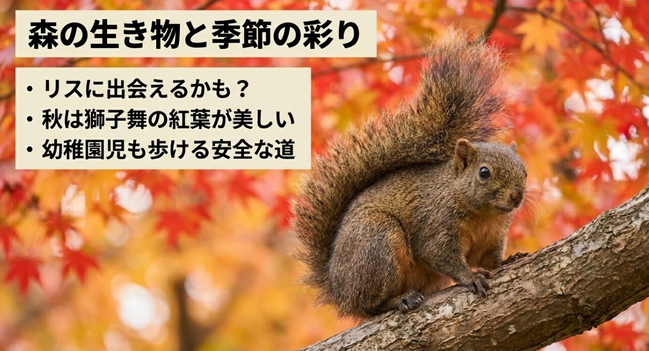 幼稚園児でも歩ける安全な道、リスとの遭遇や秋の紅葉など自然の魅力を紹介するスライド