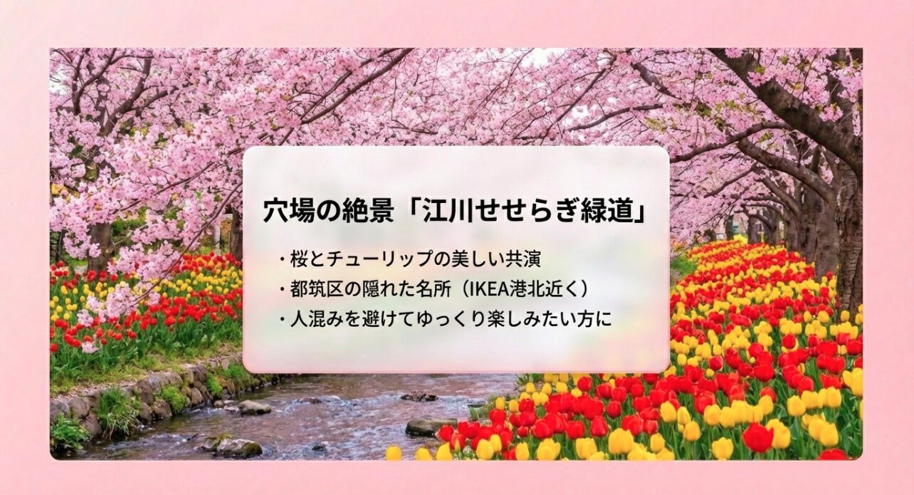都筑区のIKEA港北近くにある穴場、江川せせらぎ緑道。桜とチューリップの共演が楽しめる旨の解説