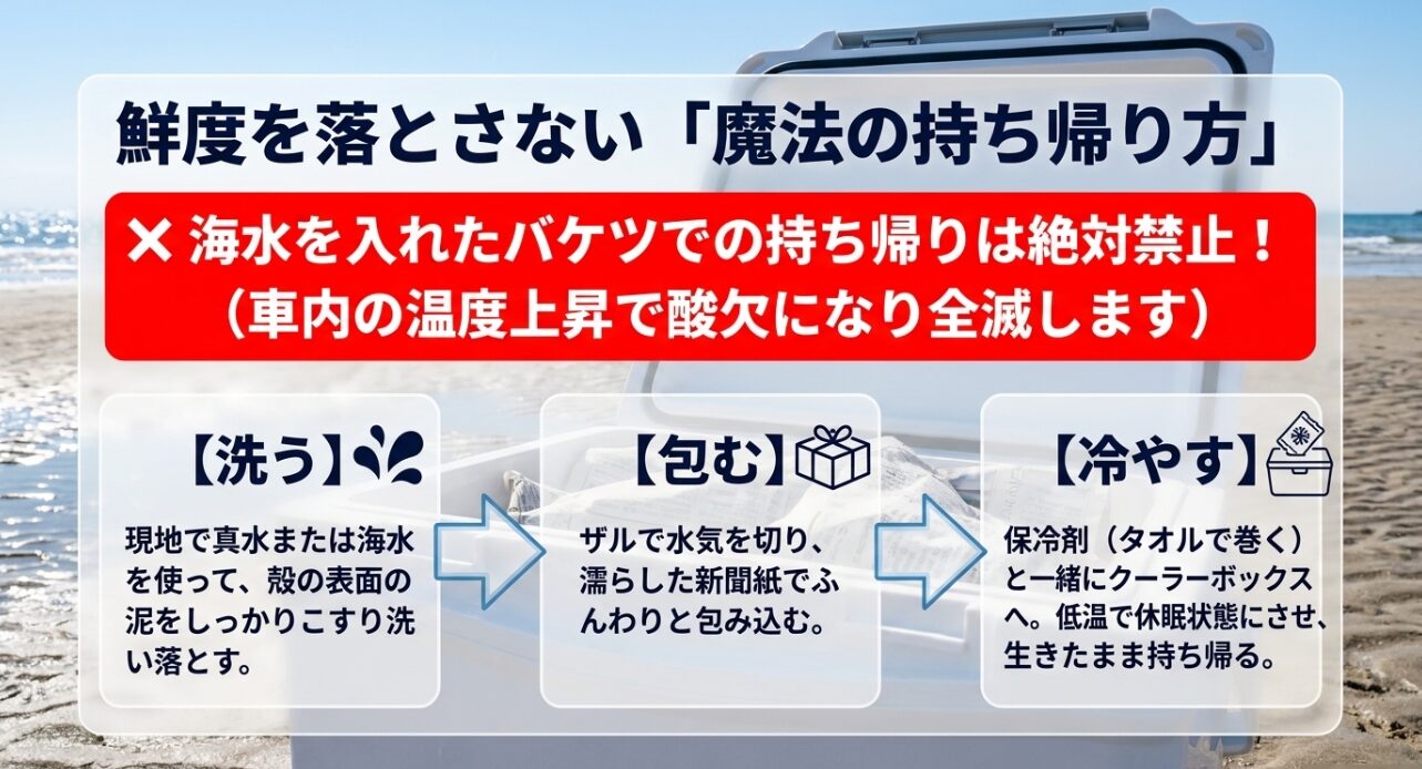 採った貝の鮮度を落とさずに持ち帰る手順（洗い方とクーラーボックスでの保冷）