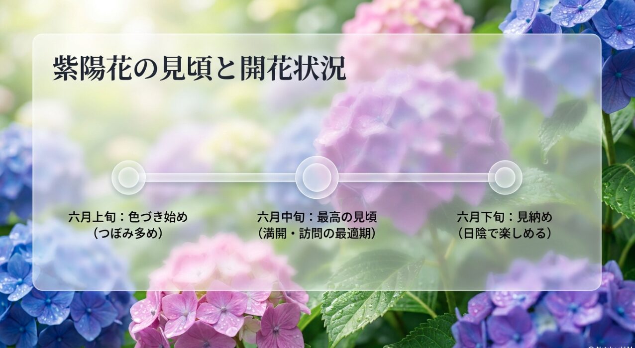 紫陽花の見頃と開花状況。六月上旬は色づき始め、六月中旬は最高の見頃、六月下旬は見納め。