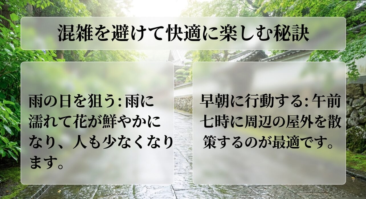 : 混雑を避けて快適に楽しむ秘訣。雨に濡れて花が鮮やかになる雨の日を狙う、午前七時など早朝に行動する