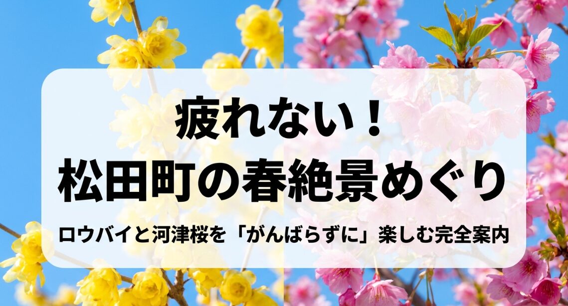 疲れない松田町の春絶景めぐり。ロウバイと河津桜をがんばらずに楽しむ完全案内