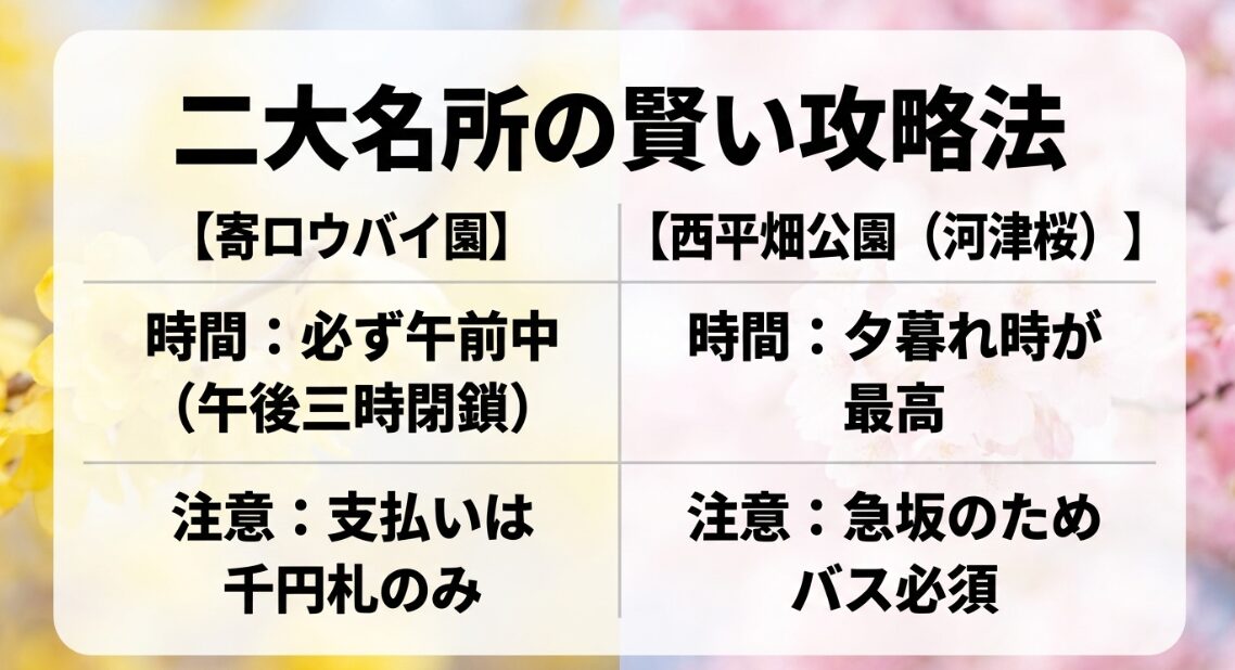 二大名所の攻略法まとめ。寄ロウバイ園は午前中に現金払いで、西平畑公園の河津桜は夕暮れ時にバスを利用する